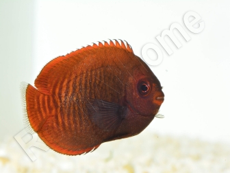 Centropyge aurantia 2-3 cm élevage Bali aquarich
