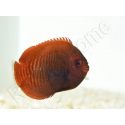 Centropyge aurantia 2-3 cm élevage Bali aquarich
