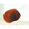 Centropyge aurantia 2-3 cm élevage Bali aquarich
