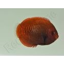 Centropyge aurantia 2-3 cm élevage Bali aquarich