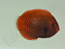 Centropyge aurantia 2-3 cm élevage Bali aquarich