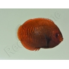 Centropyge aurantia 2-3 cm élevage Bali aquarich