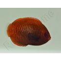 Centropyge aurantia 2-3 cm élevage Bali aquarich