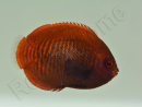 Centropyge aurantia 2-3 cm élevage Bali aquarich