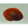 Centropyge aurantia 2-3 cm élevage Bali aquarich