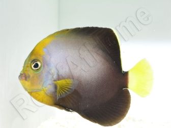 Chaetodontoplus dimidiatus 4-6 cm élevage Bali aquarich
