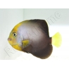 Chaetodontoplus dimidiatus 4-6 cm élevage Bali aquarich