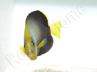 Chaetodontoplus dimidiatus 4-6 cm élevage Bali aquarich