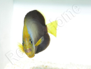 Chaetodontoplus dimidiatus 4-6 cm élevage Bali aquarich