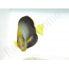 Chaetodontoplus dimidiatus 4-6 cm élevage Bali aquarich