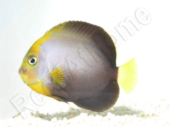 Chaetodontoplus dimidiatus 4-6 cm élevage Bali aquarich