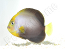 Chaetodontoplus dimidiatus 4-6 cm élevage Bali aquarich