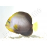 Chaetodontoplus dimidiatus 4-6 cm élevage Bali aquarich
