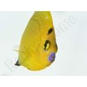 Apolemichthys xanthopunctatus Adulte élevage Bali aquarich