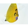Apolemichthys xanthopunctatus Adulte élevage Bali aquarich