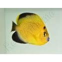 Apolemichthys xanthopunctatus Adulte élevage Bali aquarich