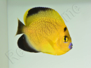 Apolemichthys xanthopunctatus Adulte élevage Bali aquarich