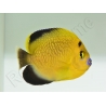 Apolemichthys xanthopunctatus Adulte élevage Bali aquarich