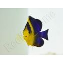 WYSIWYG Centropyge venusta 3-4 cm élevage Bali aquarich