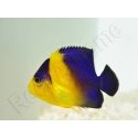 WYSIWYG Centropyge venusta 3-4 cm élevage Bali aquarich