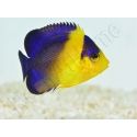 WYSIWYG Centropyge venusta 3-4 cm élevage Bali aquarich