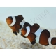 Amphiprion Ocellaris black 2-3 cm élevage Bali aquarich