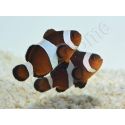 Amphiprion Ocellaris black 2-3 cm élevage Bali aquarich