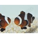 Amphiprion Ocellaris black 2-3 cm élevage Bali aquarich