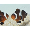 Amphiprion Ocellaris black 2-3 cm élevage Bali aquarich