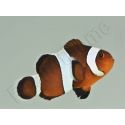 Amphiprion Ocellaris black 2-3 cm élevage Bali aquarich