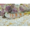 Amblyeleotris Yanoi