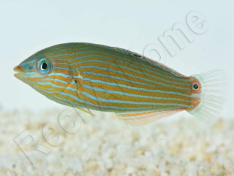 Halichoeres melanurus