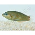 Halichoeres melanurus