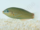 Halichoeres melanurus