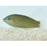 Halichoeres melanurus