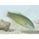 Halichoeres melanurus