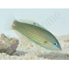 Halichoeres melanurus