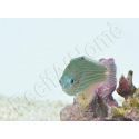 Halichoeres melanurus