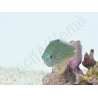 Halichoeres melanurus