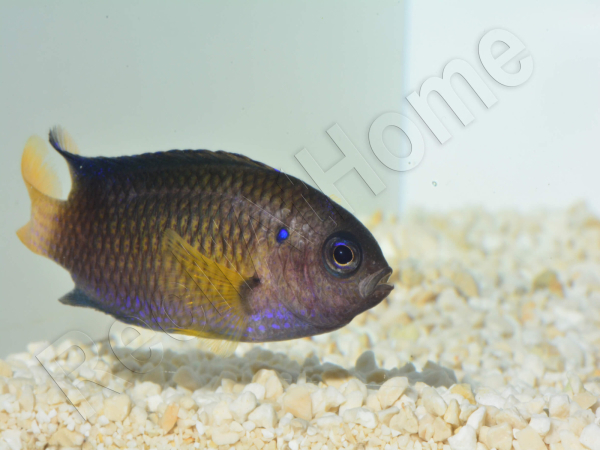 Pomacentrus caeruleus