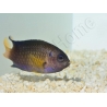 Pomacentrus caeruleus