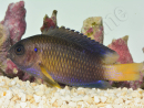 Pomacentrus caeruleus