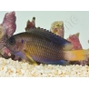 Pomacentrus caeruleus