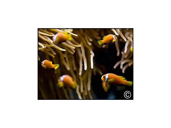 Amphiprion nigripes