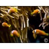 Amphiprion nigripes