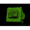 WYSIWYG- WWC Disco BALL Leptoseris 3G7