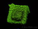 WYSIWYG- WWC Disco BALL Leptoseris 3G8