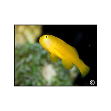 Gobiodon okinawae