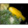 Gobiodon okinawae