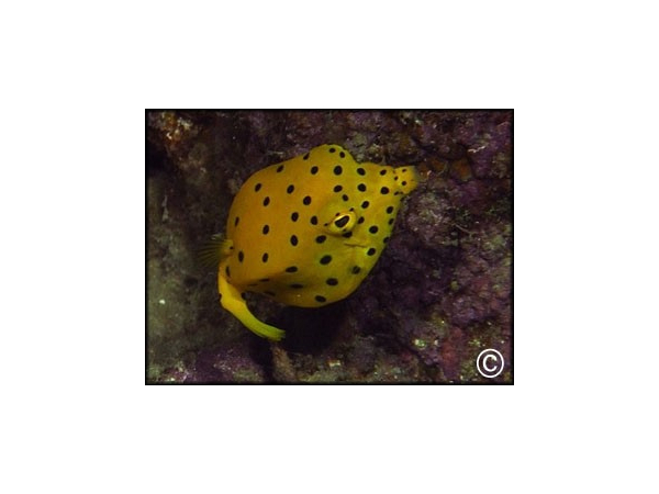 Ostracion cubicus